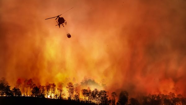forests fire