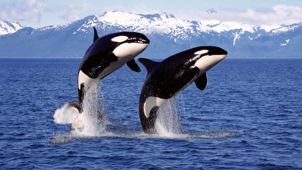 porpoises