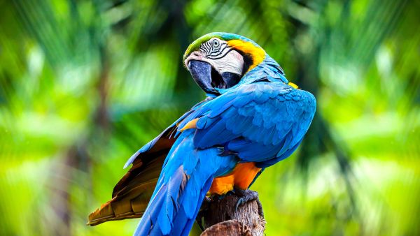 Parrot