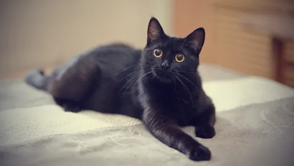 cat with two noses 