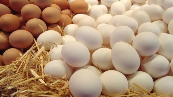 تفسير رؤية البيض في المنام للعزباء