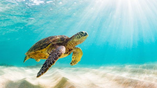 sea turtles
