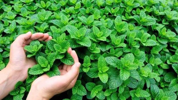 تفسير رؤية النعناع في المنام