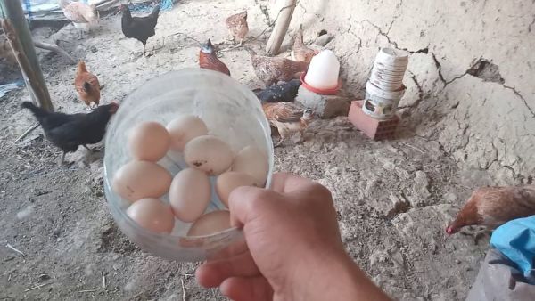 تفسير رؤية جمع البيض في المنام