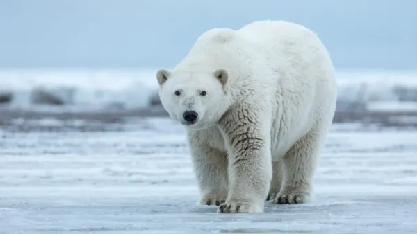 Chinese researchers develop innovative "EAF" fibers inspired by polar bear fur for cold-resistant jackets