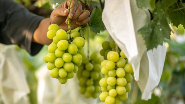 Shine Muscat grapes growing on Yuki Nakamura's farm in Tomi city, Nagano Prefecture. (Photo by Philip FONG / AFP)