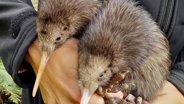 kiwi birds