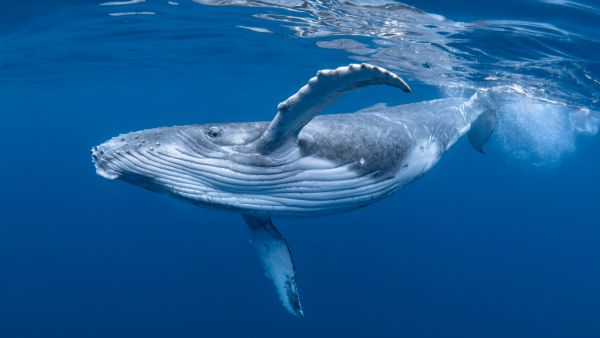 whales