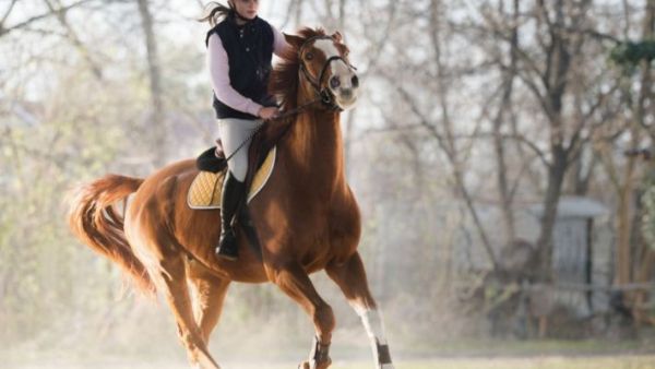 أماكن ركوب الخيل في جدة