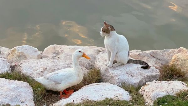 علاقة حب بين قط وبطة