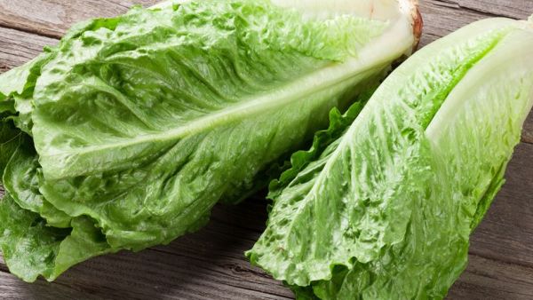 تفسير رؤية الخس في المنام