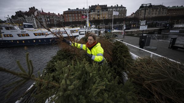 Christmas trees
