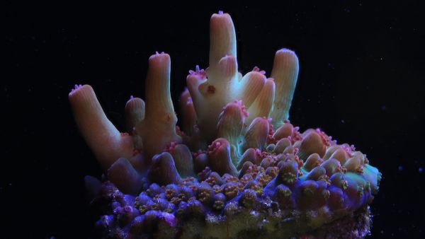 Canon Partners With Researchers To Restore Global Coral Reefs