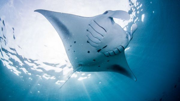 Manta Retreat In March 2024 Intercontinental Maldives Gets Ready For The Manta Retreat In March 2024