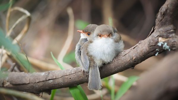 fairywrens