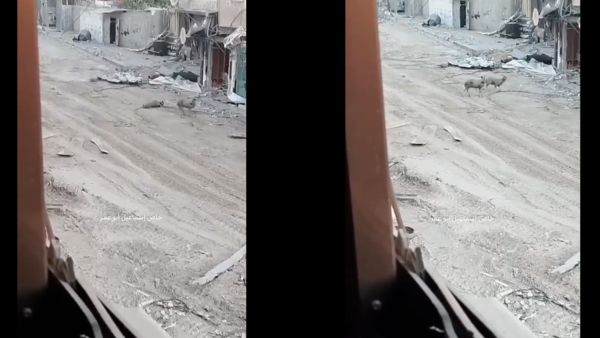 Israeli sniper