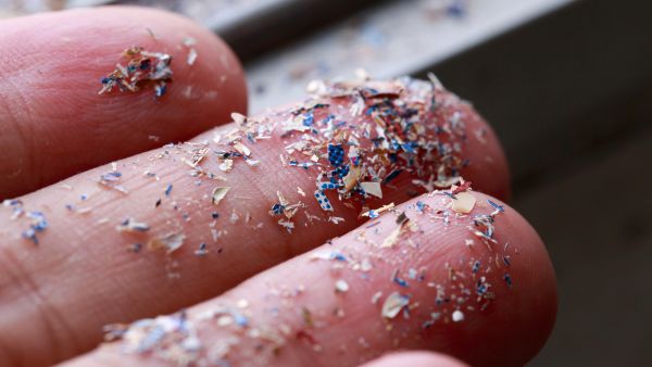 Shutterstock microplastics