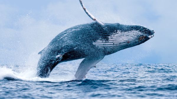 whale population