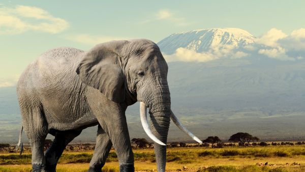 elephants