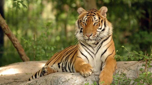 Indian tigers