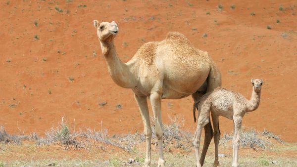 camel