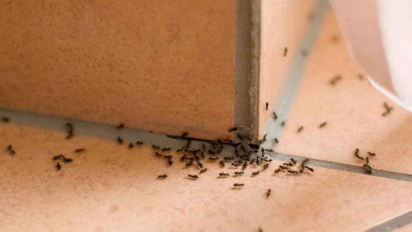 رؤية الحشرات في المنام للمتزوجة
