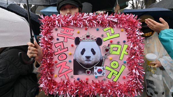 panda