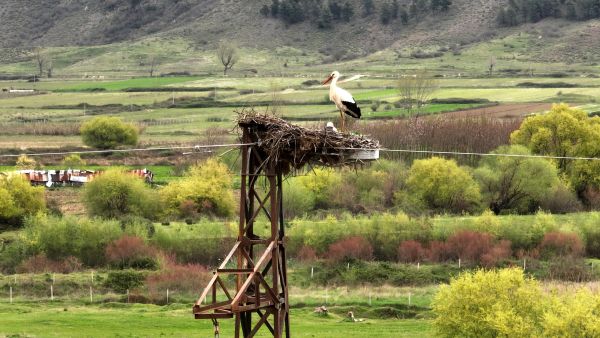 migratory birds