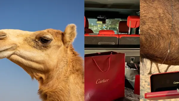 Camel