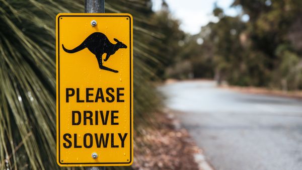 roadkill