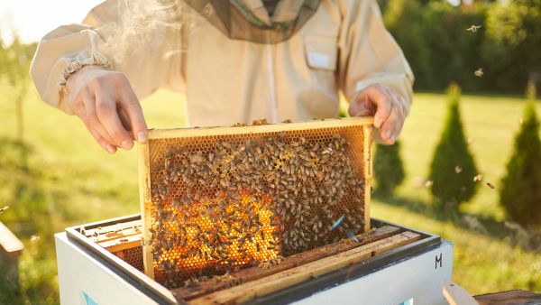beekeeping 