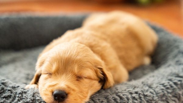 Golden retriever