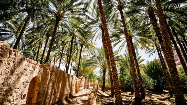 Date palms