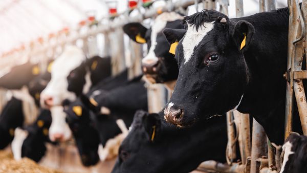 cows 