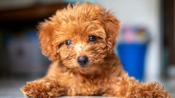 poodle 