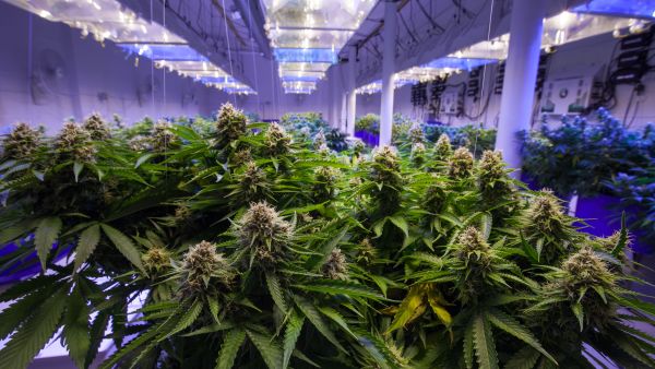 Marijuana Grow Operation