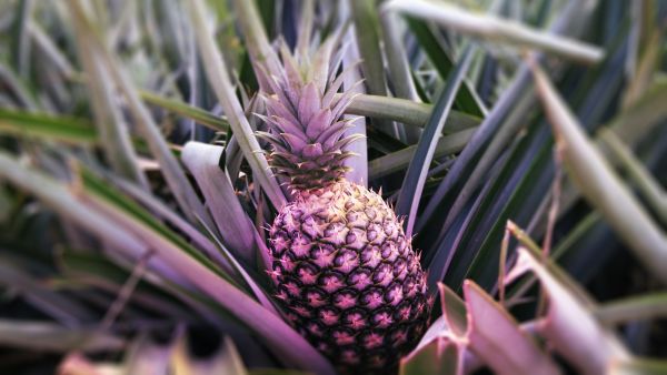 This rare pink pineapple just sold for $395, would you put it on Pizza?