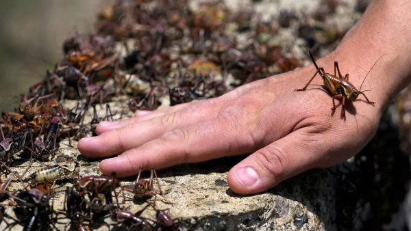 صراصير المورمون  صراصير المورمون