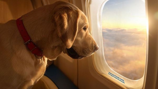 رحلة مخصصة للكلاب فقط رحلة مخصصة للكلاب فقط