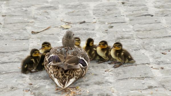 Duck 