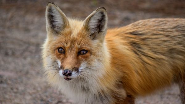 Fox 