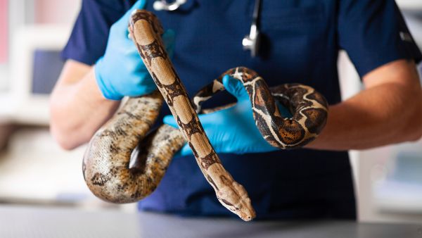 Snake 