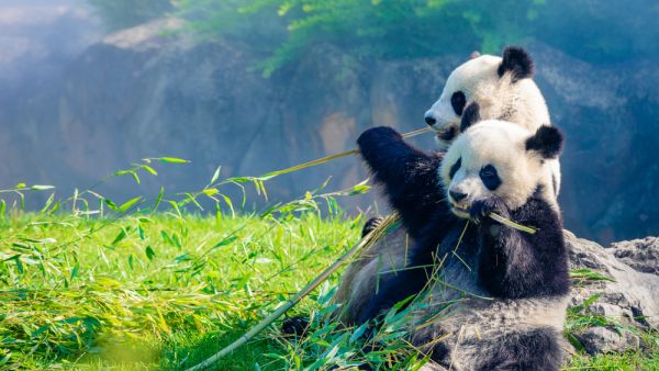 pandas 
