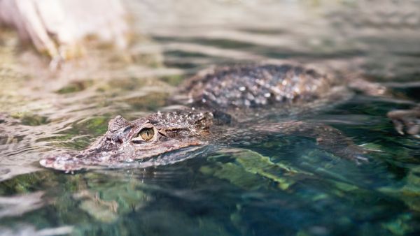 Alligator 