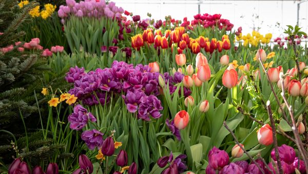 Flower Exhibition