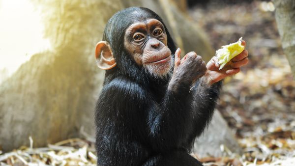 Chimpanzee 