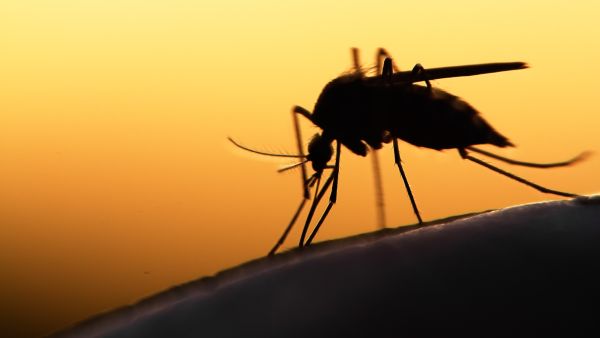 mosquitoes 