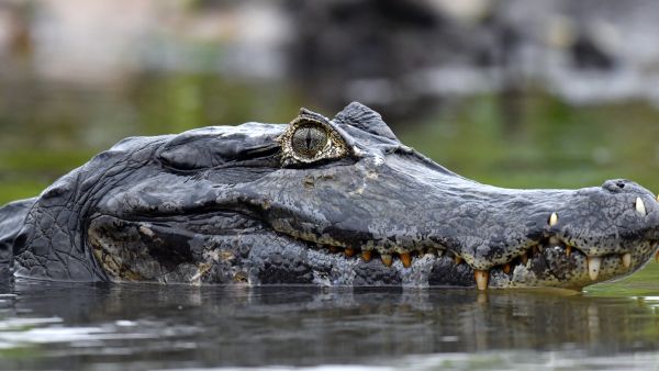 alligator 