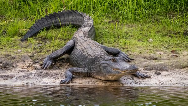 alligator