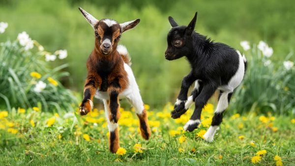 goat 